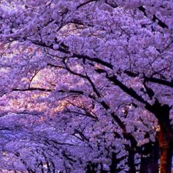 Meet your Posher, Jennifer - Picture 1 of 1